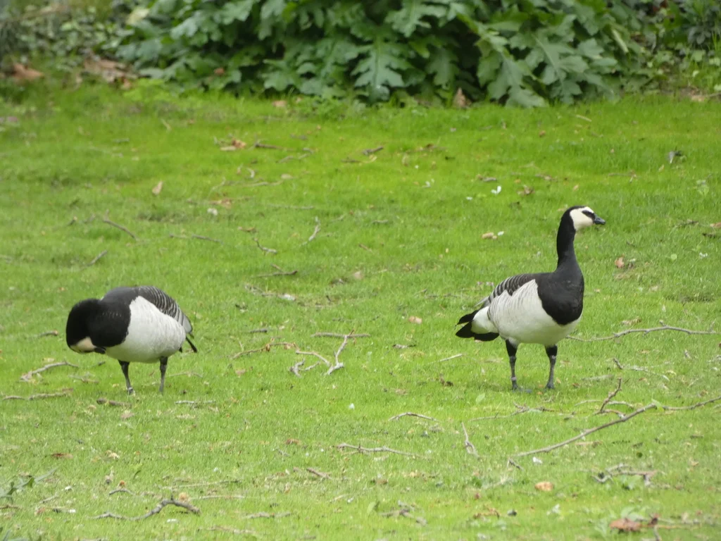 白颊黑雁(Branta leucopsis)