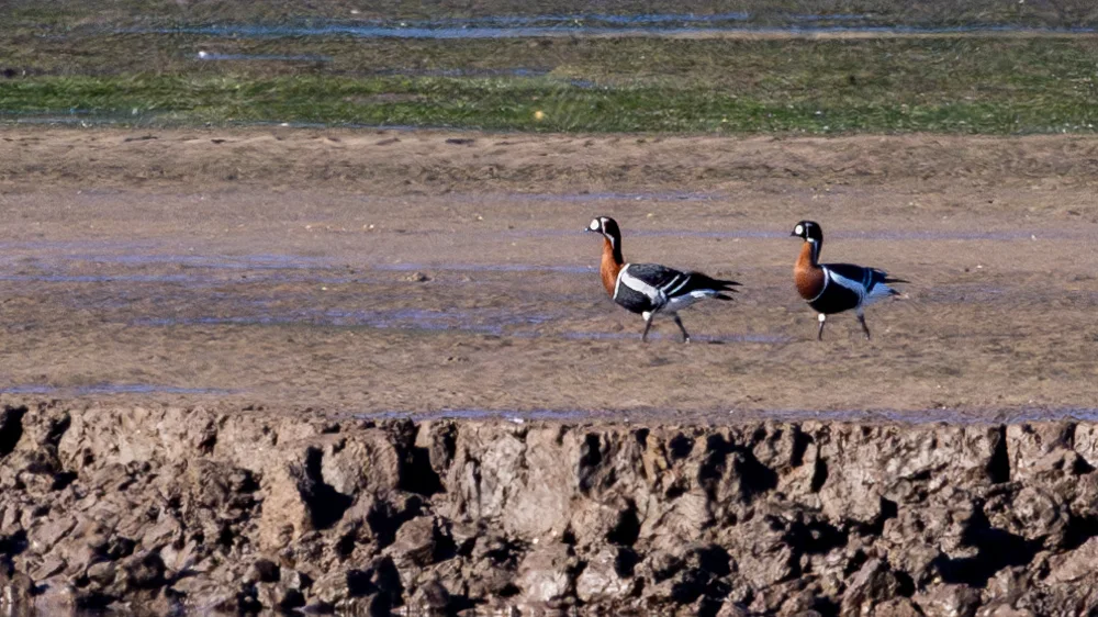 红胸黑雁（Branta ruficollis）