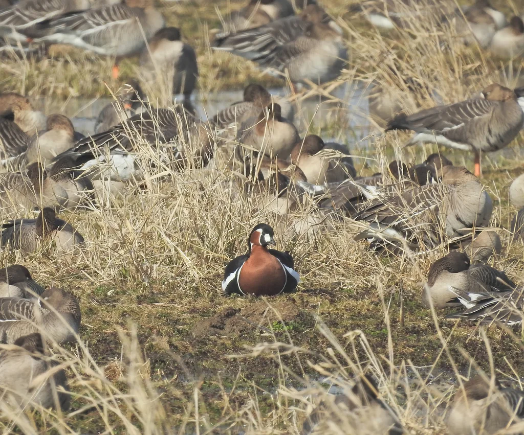 红胸黑雁（Branta ruficollis）