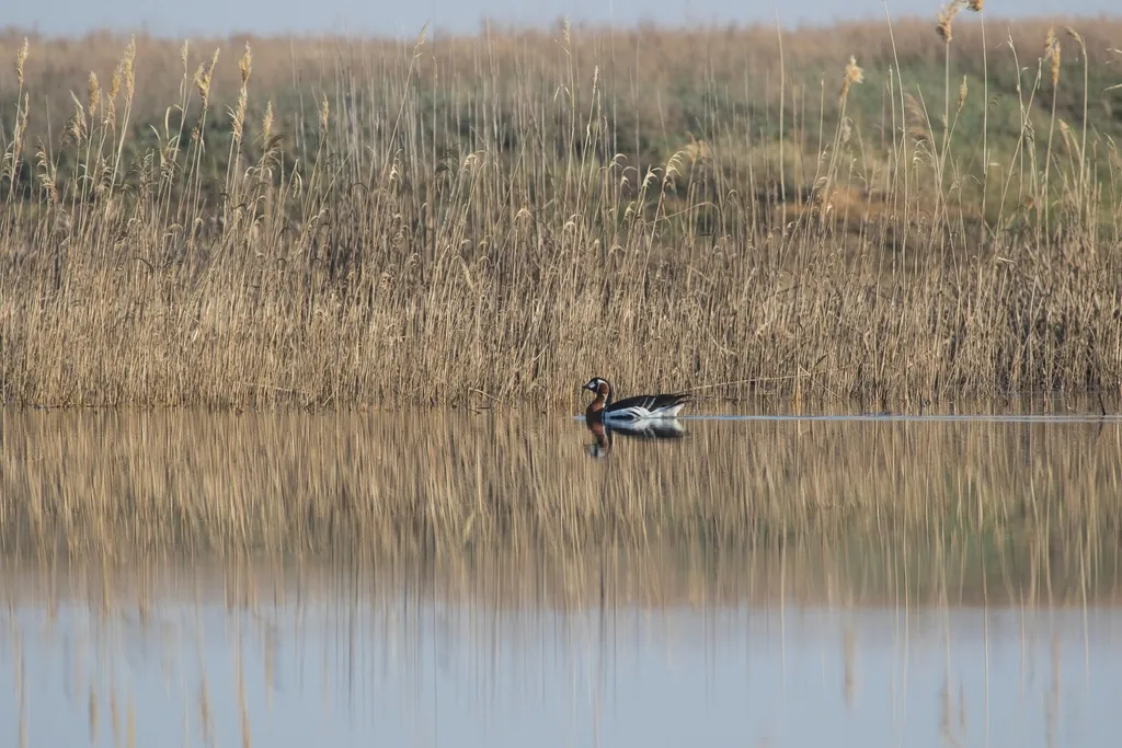 红胸黑雁（Branta ruficollis）