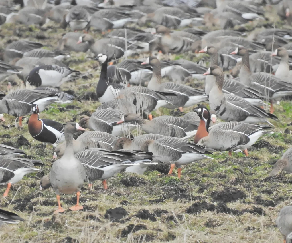 红胸黑雁（Branta ruficollis）