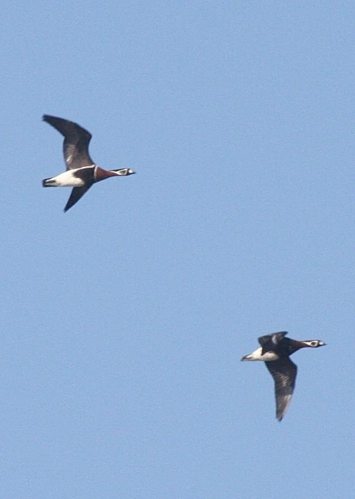 红胸黑雁（Branta ruficollis）