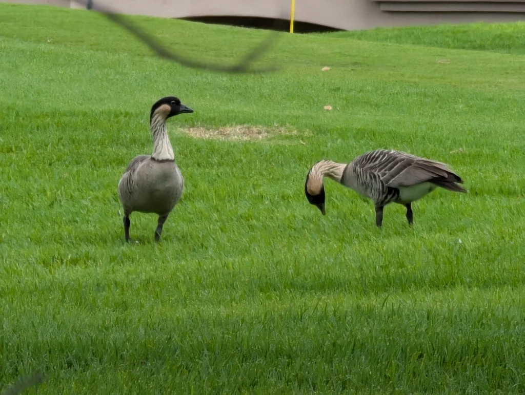 夏威夷黑雁(Branta sandvicensis)