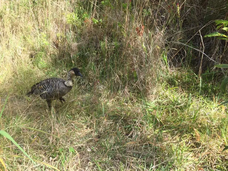 夏威夷黑雁(Branta sandvicensis)