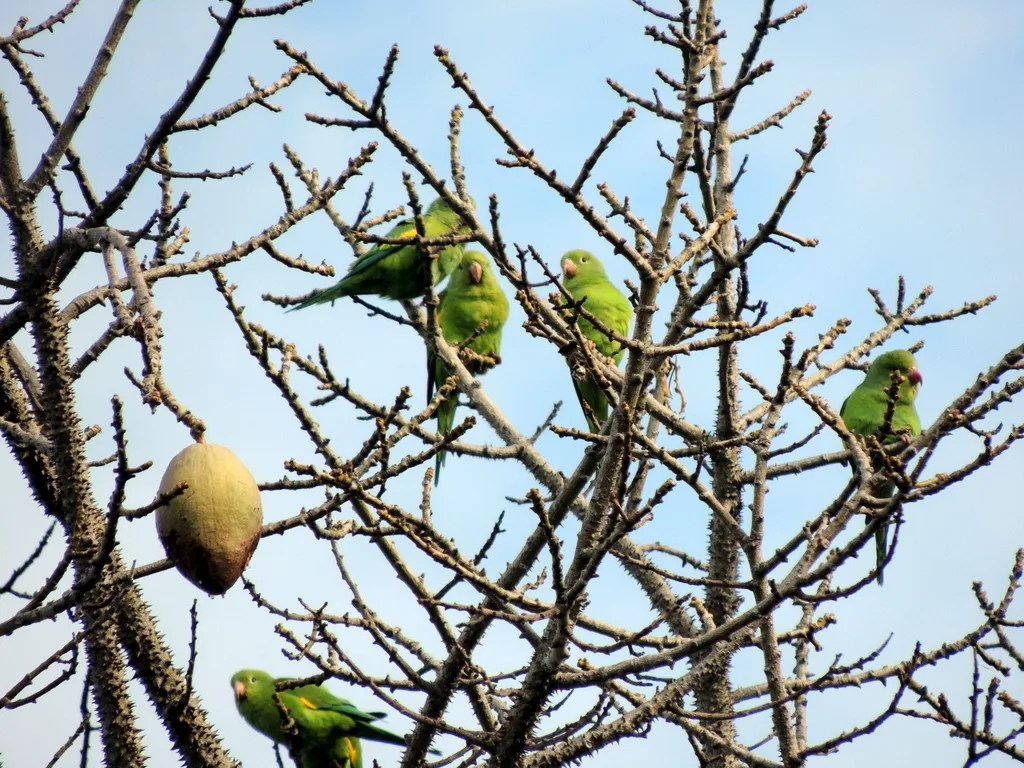 黄翅斑鹦哥(Brotogeris chiriri)