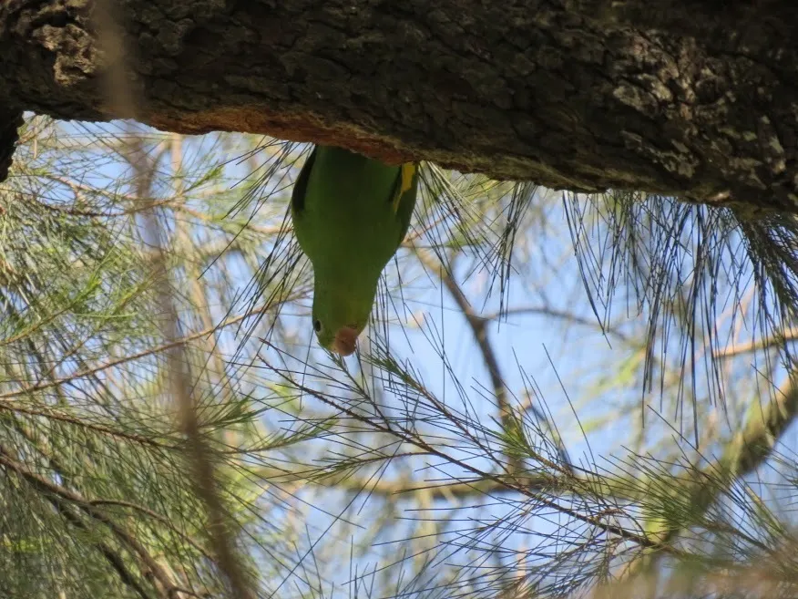 黄翅斑鹦哥(Brotogeris chiriri)