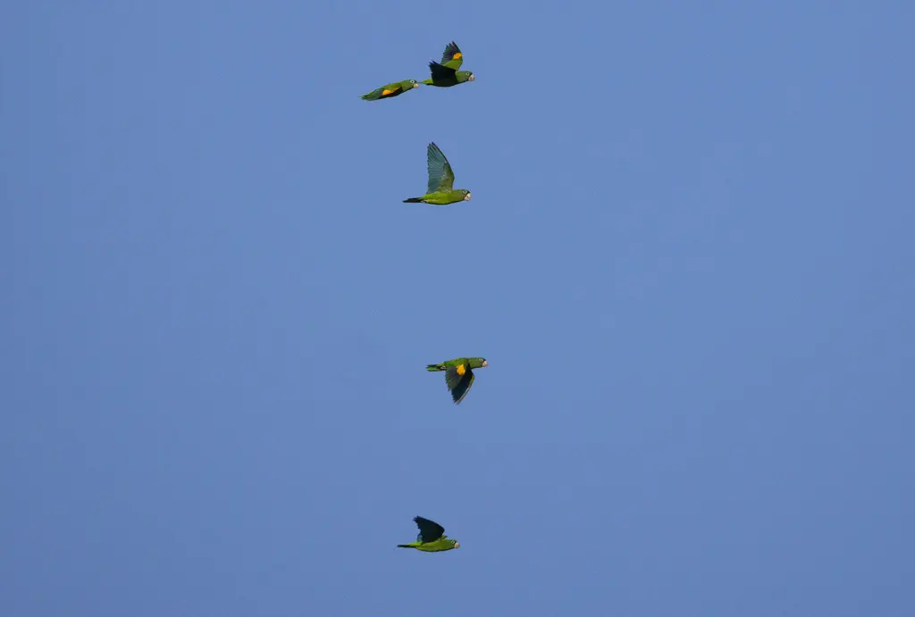 金翅斑鹦哥(Brotogeris chrysoptera)