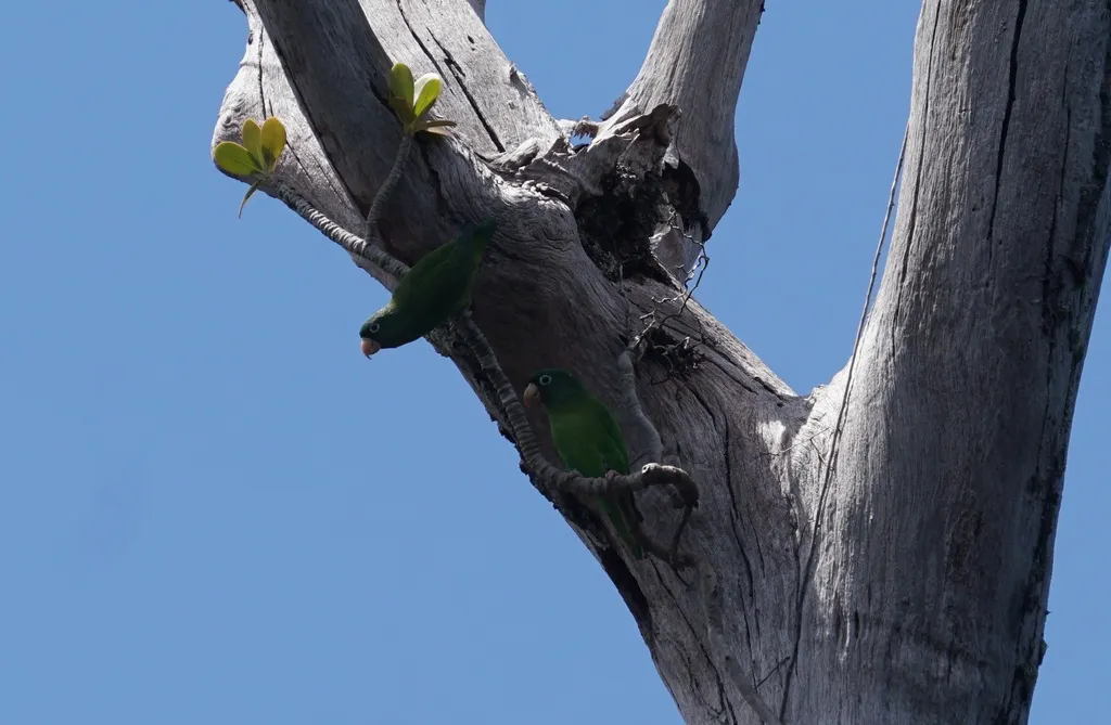 金翅斑鹦哥(Brotogeris chrysoptera)