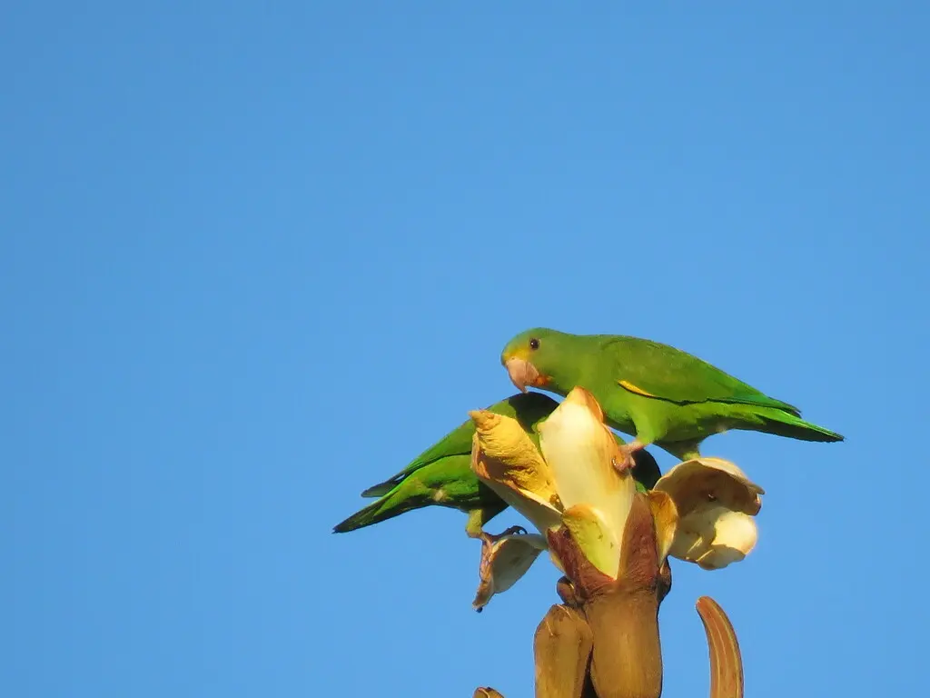 绣眼蓝翅鹦哥(Brotogeris cyanoptera)