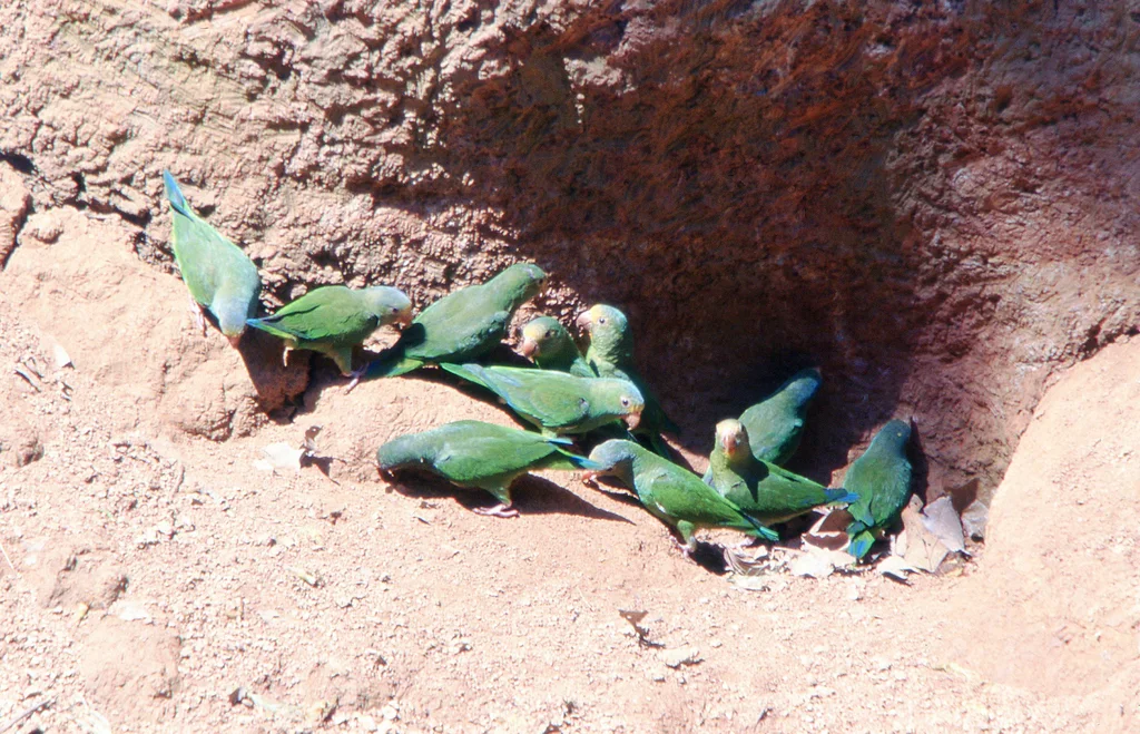 绣眼蓝翅鹦哥(Brotogeris cyanoptera)
