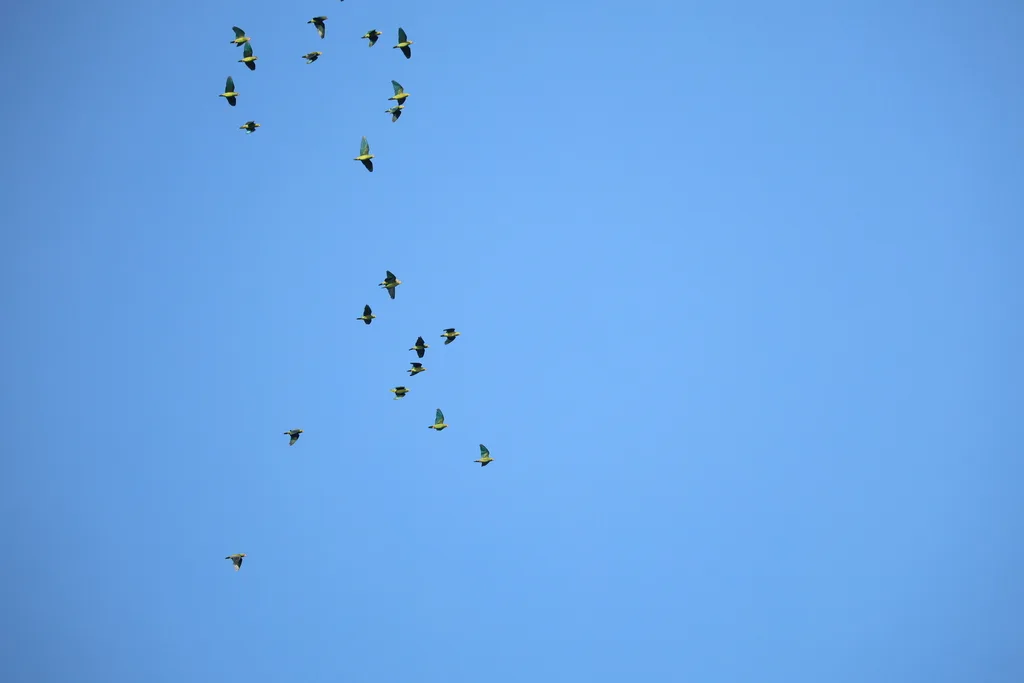 绣眼蓝翅鹦哥(Brotogeris cyanoptera)