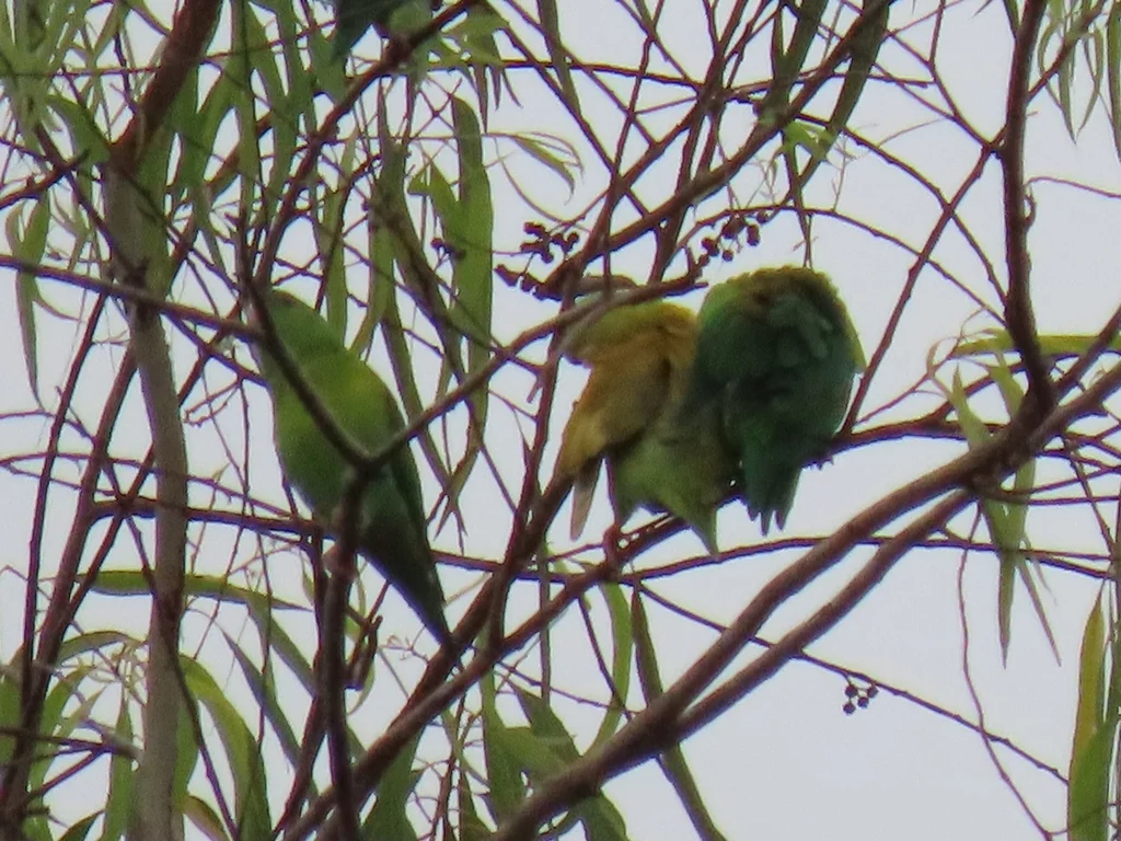 橙颏鹦哥（Brotogeris jugularis）
