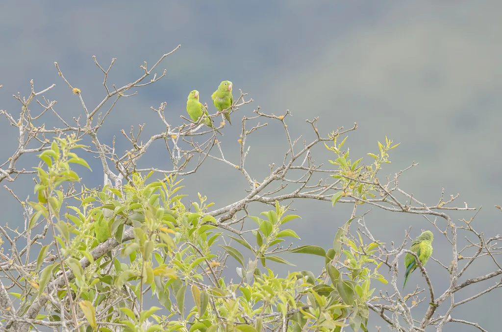 纯色鹦哥(Brotogeris tirica)