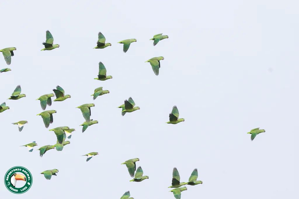 淡黄翅鹦哥(Brotogeris versicolurus)