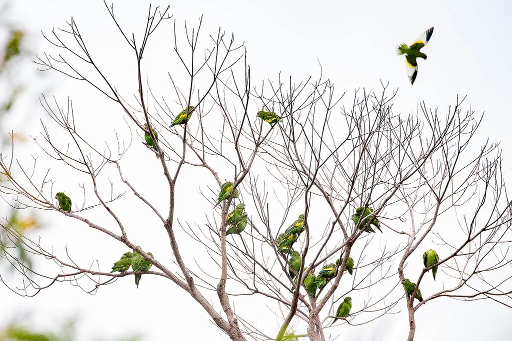 淡黄翅鹦哥(Brotogeris versicolurus)
