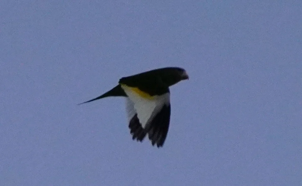 淡黄翅鹦哥(Brotogeris versicolurus)
