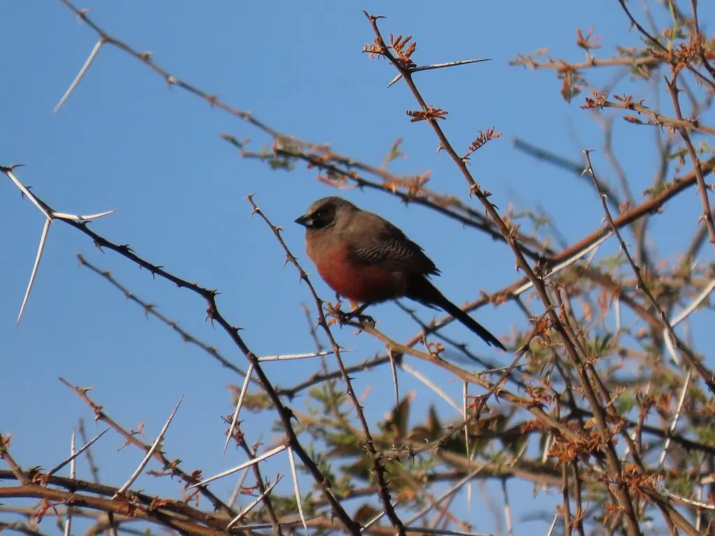 黑颊梅花雀（Brunhilda erythronotos）