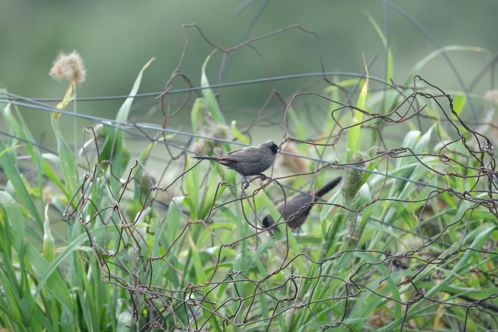 黑颊梅花雀（Brunhilda erythronotos）