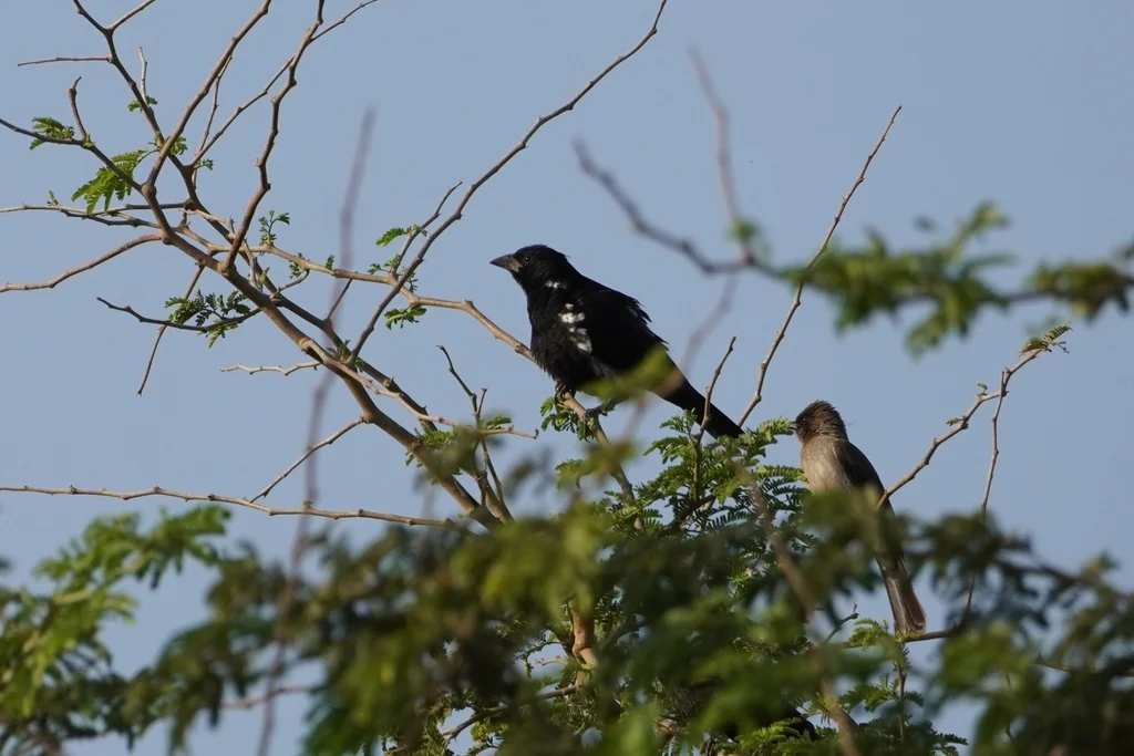 白嘴牛文鸟(Bubalornis albirostris)