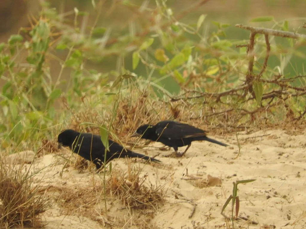 白嘴牛文鸟(Bubalornis albirostris)