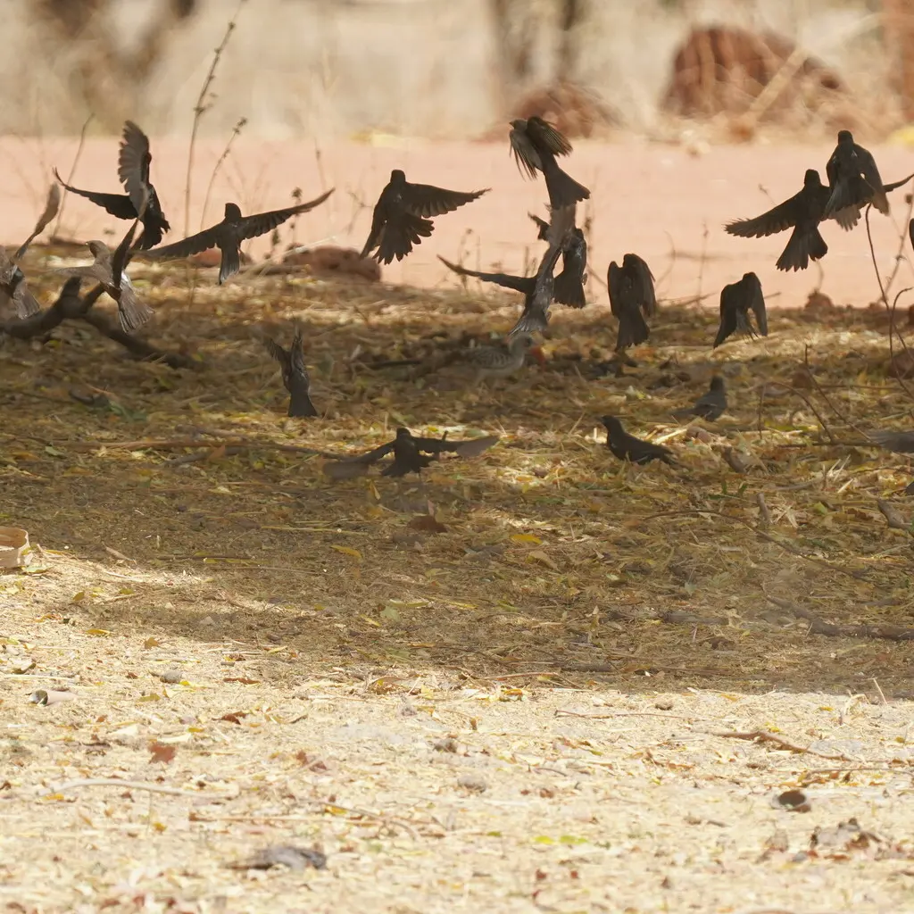 白嘴牛文鸟(Bubalornis albirostris)