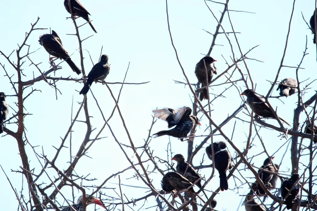 红嘴牛文鸟(Bubalornis niger)