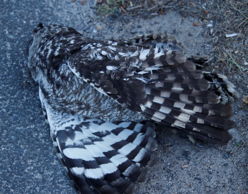 斑雕鸮(Bubo africanus)