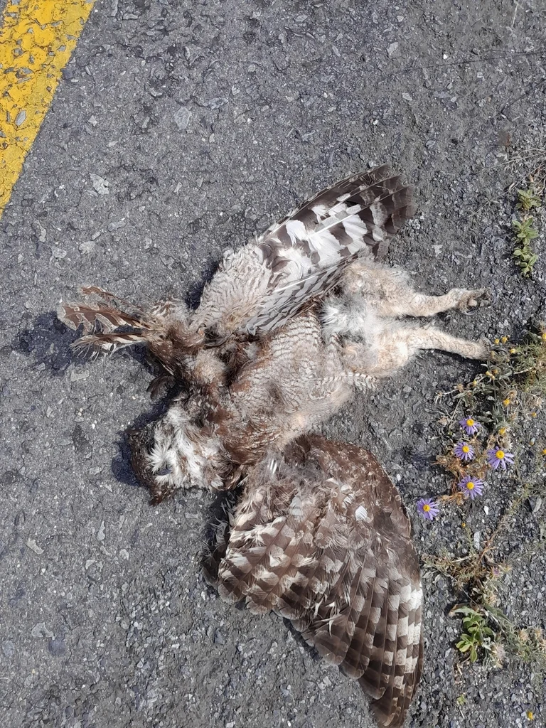 斑雕鸮(Bubo africanus)