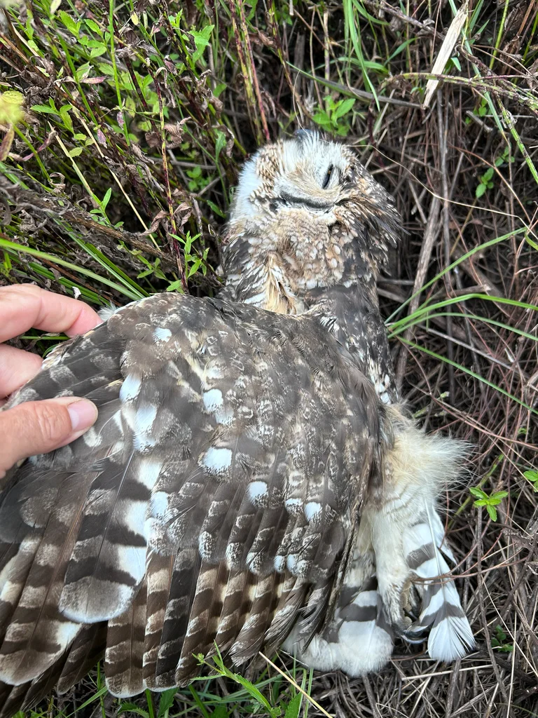 斑雕鸮(Bubo africanus)
