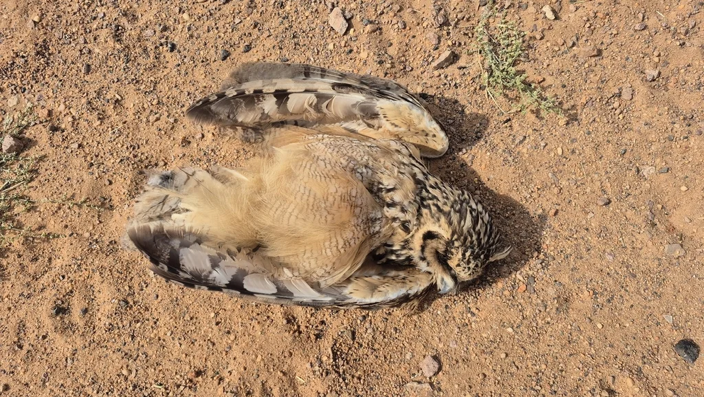荒漠雕鸮(Bubo ascalaphus)