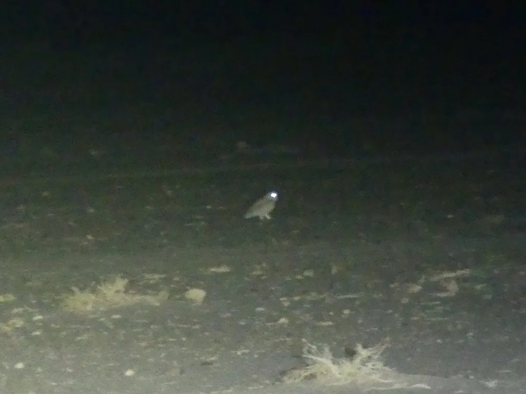 荒漠雕鸮(Bubo ascalaphus)
