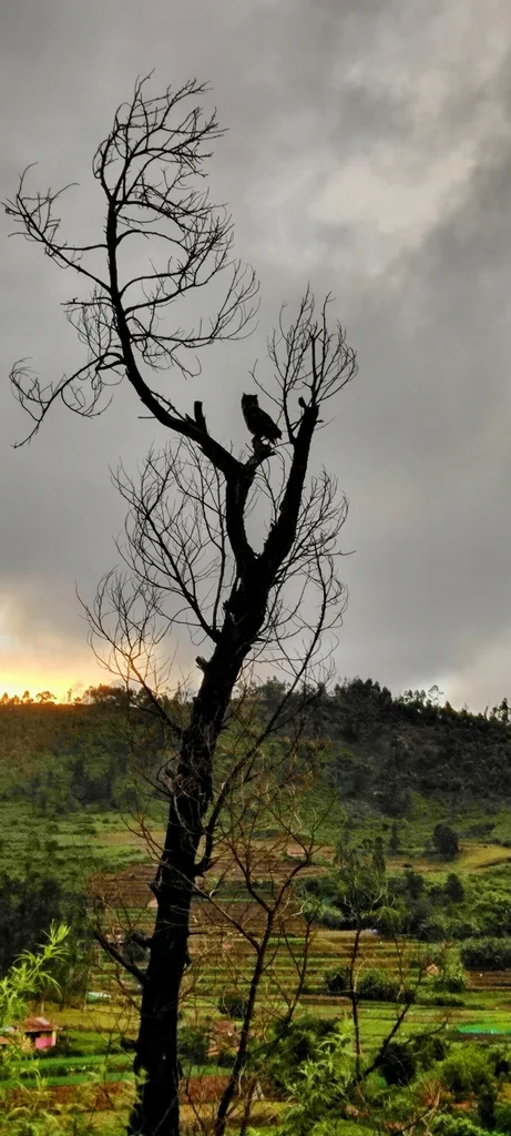 印度雕鸮(Bubo bengalensis)