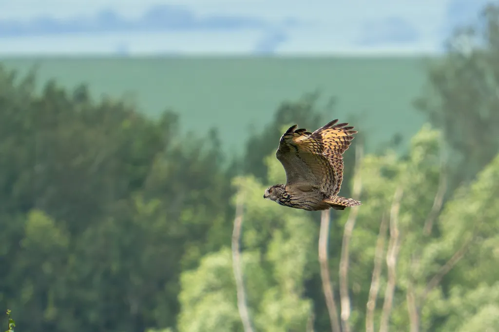 雕鸮(Bubo bubo)