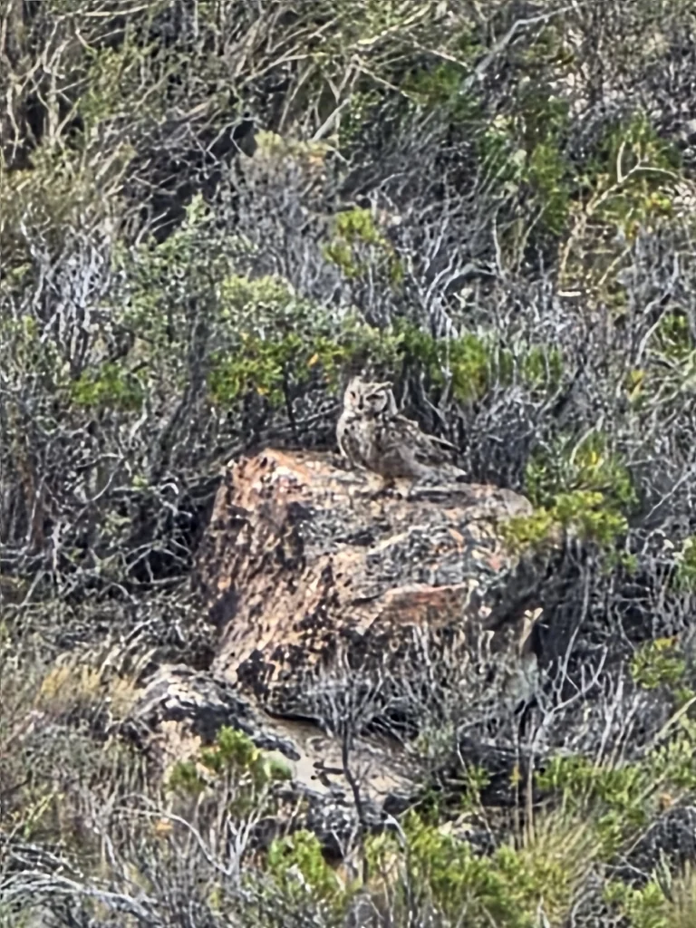 小雕鸮(Bubo magellanicus)