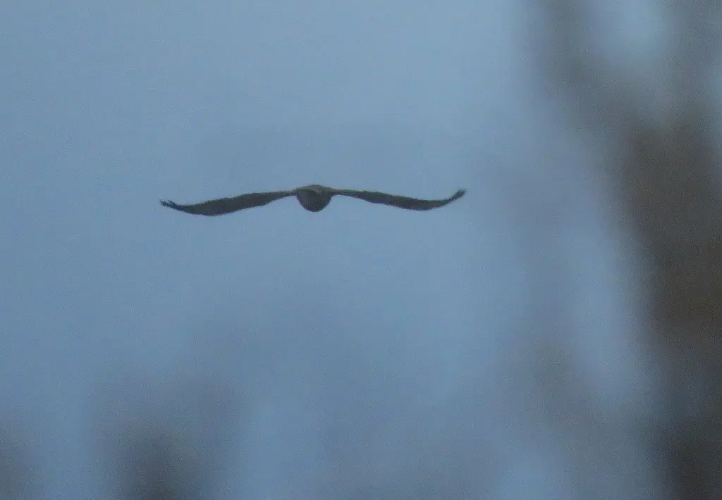 小雕鸮(Bubo magellanicus)