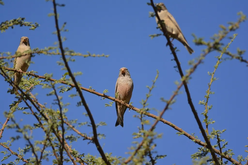 沙雀(Bucanetes githagineus)