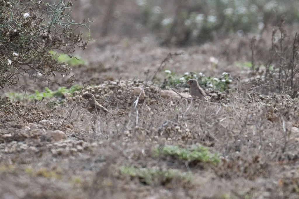 沙雀(Bucanetes githagineus)