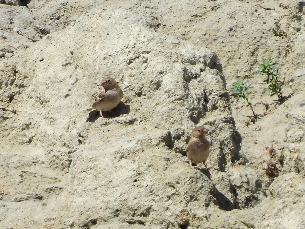 蒙古沙雀(Bucanetes mongolicus)