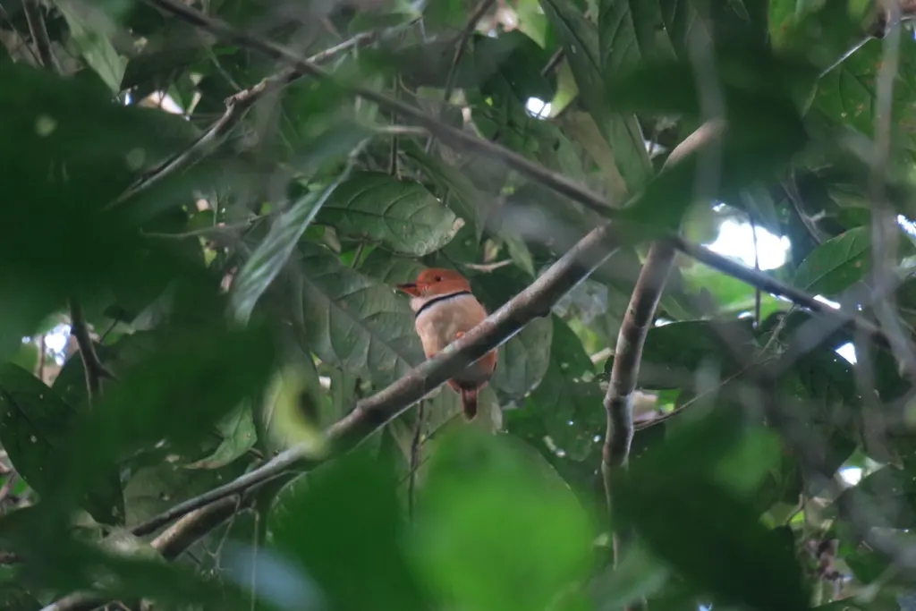 领蓬头䴕(Bucco capensis)