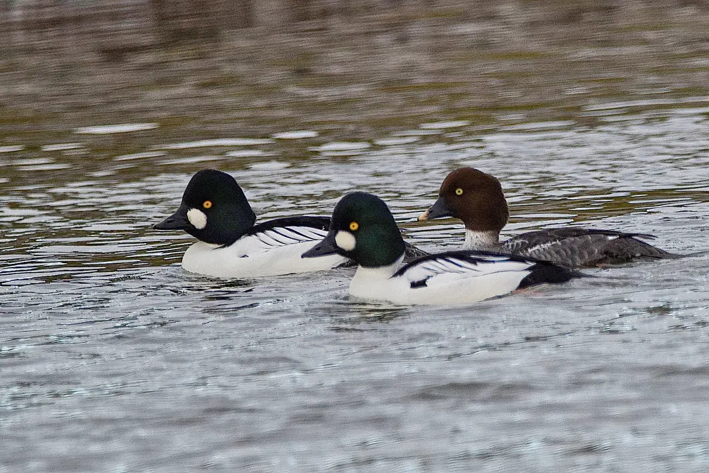 鹊鸭（Bucephala clangula）
