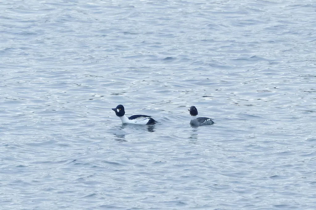 鹊鸭（Bucephala clangula）