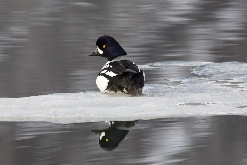 巴氏鹊鸭(Bucephala islandica)