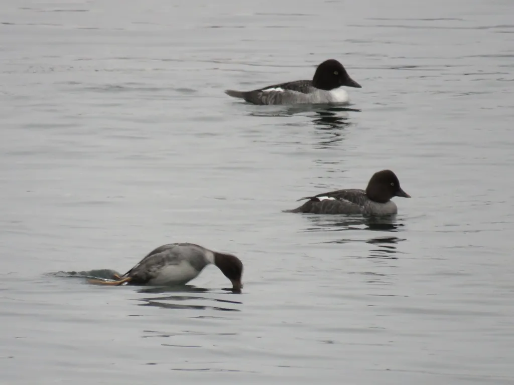 巴氏鹊鸭(Bucephala islandica)