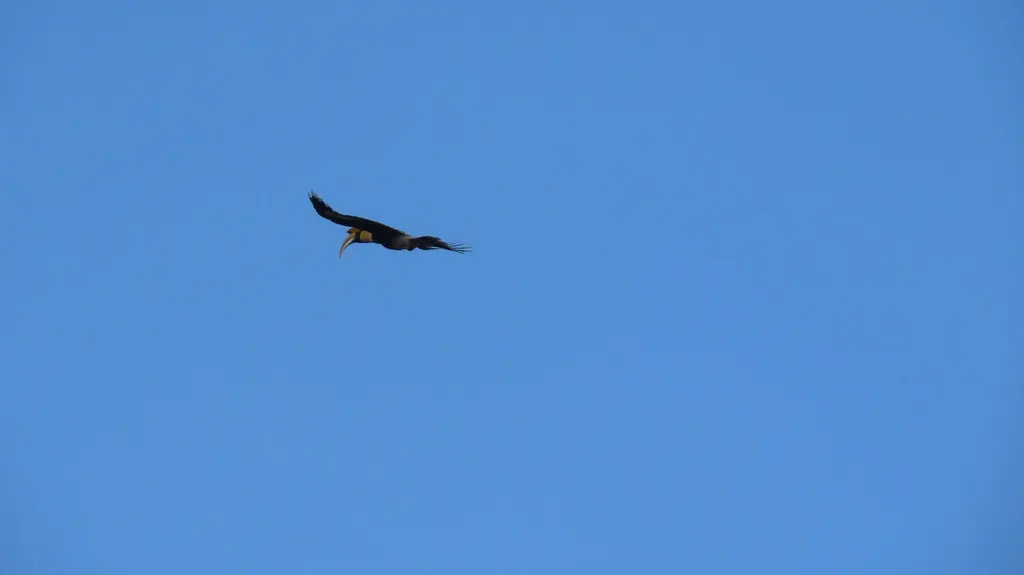 双角犀鸟(Buceros bicornis)