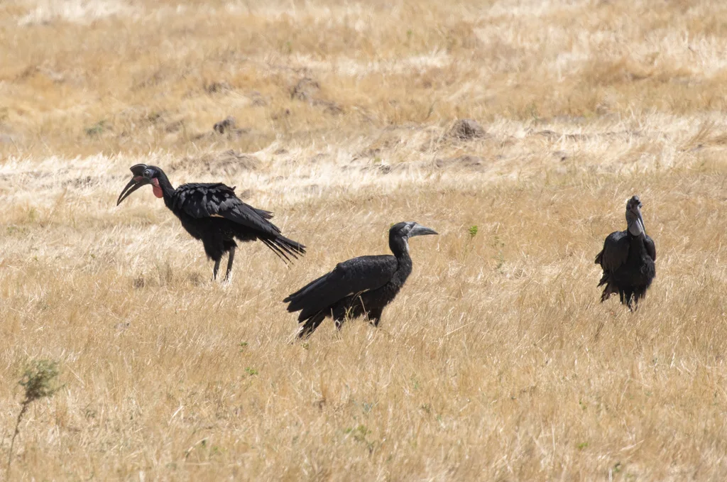 地犀鸟(Bucorvus abyssinicus)