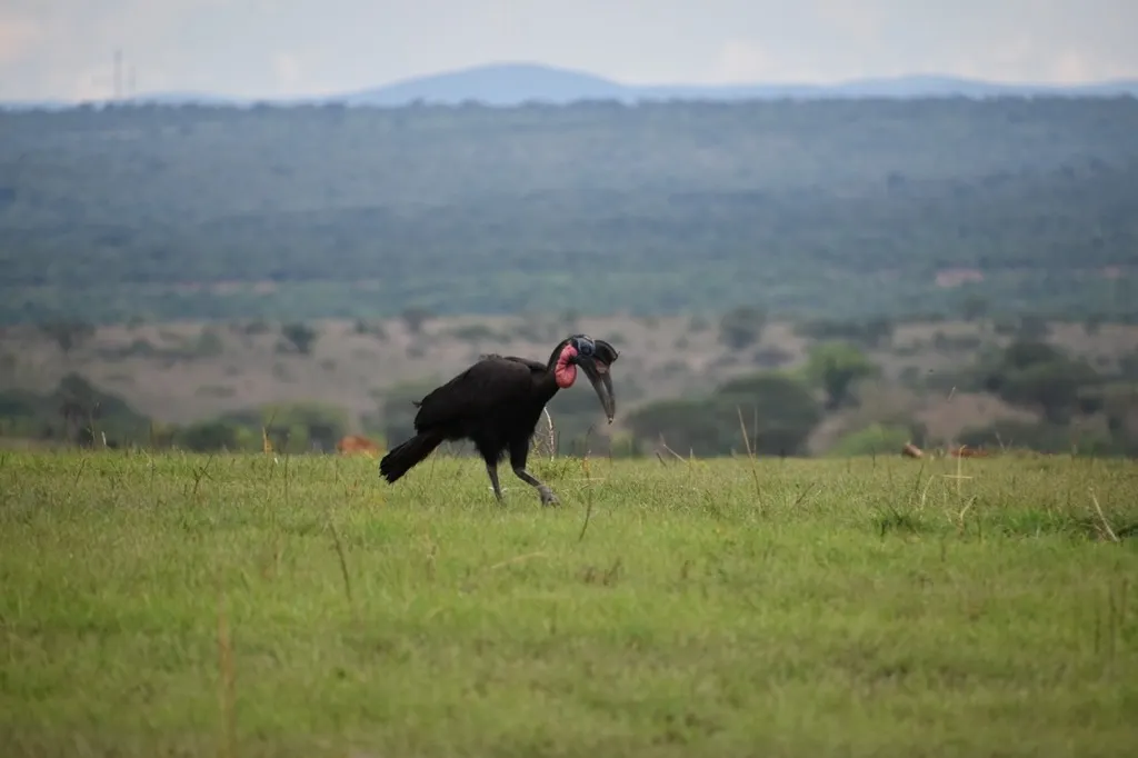 地犀鸟(Bucorvus abyssinicus)