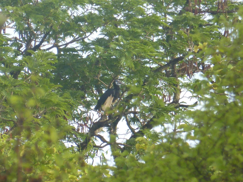 地犀鸟(Bucorvus abyssinicus)