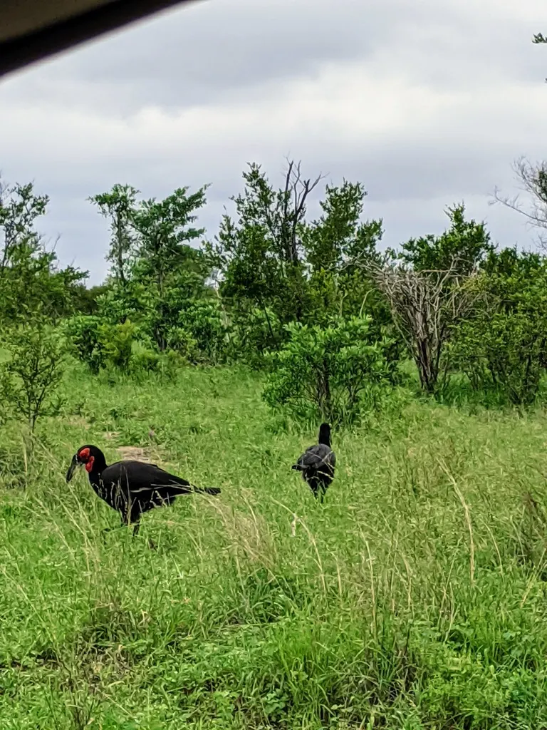 红脸地犀鸟（Bucorvus leadbeateri）