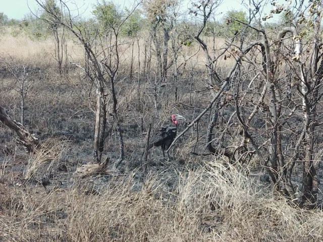 红脸地犀鸟（Bucorvus leadbeateri）