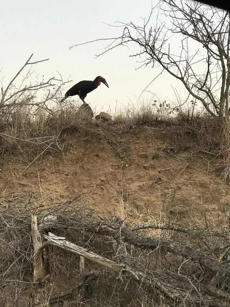 红脸地犀鸟（Bucorvus leadbeateri）